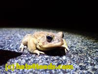 /home//u458753944/public_html/sourcegallery//////Roxborough Toad Detour/2022/2022-03-07/P3070833.JPG